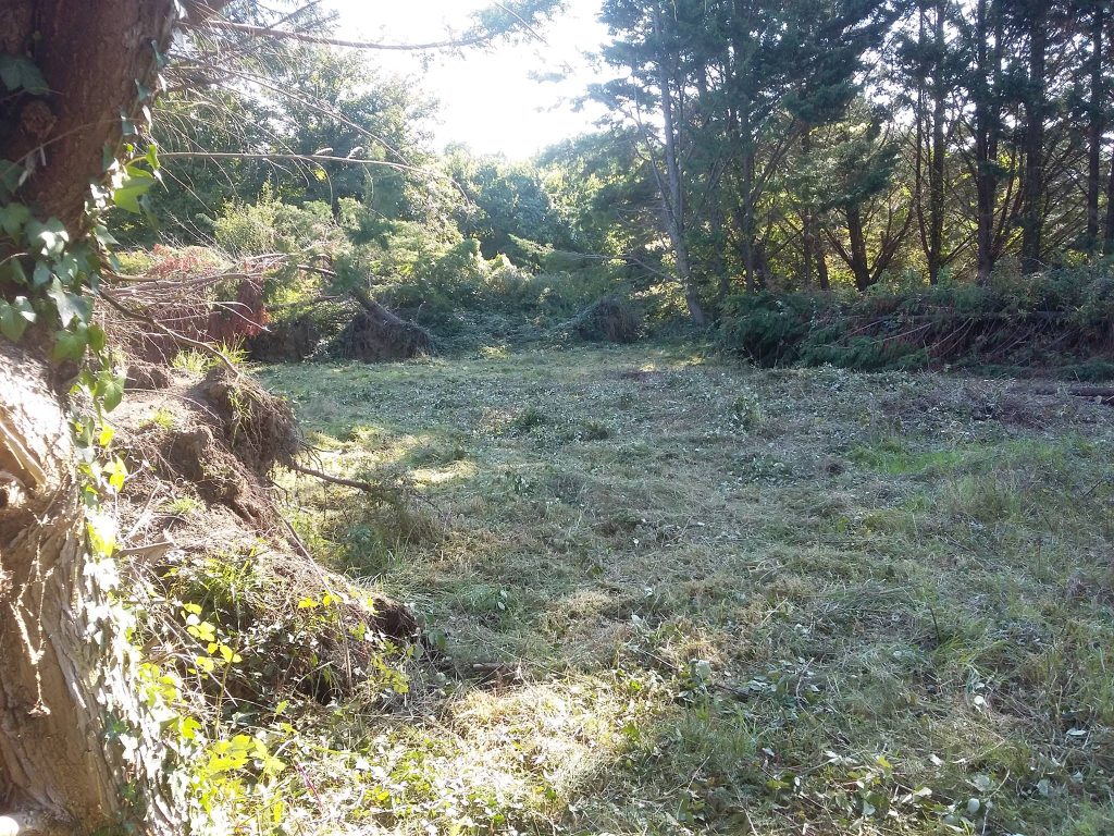 Le terrain du Jardin des Familles à ses débuts : une friche avec des arbres tombés qu'il faut nettoyer et enlever. 